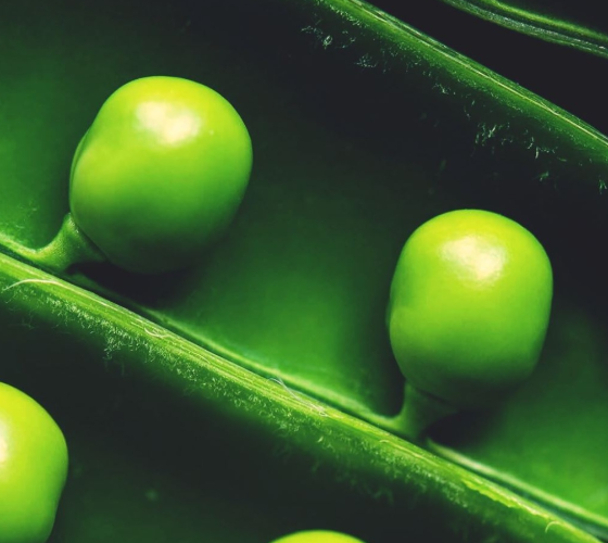 Close-up of bright green peas inside an open pod.